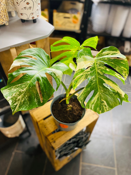 Monstera Variegata - Mye - 1