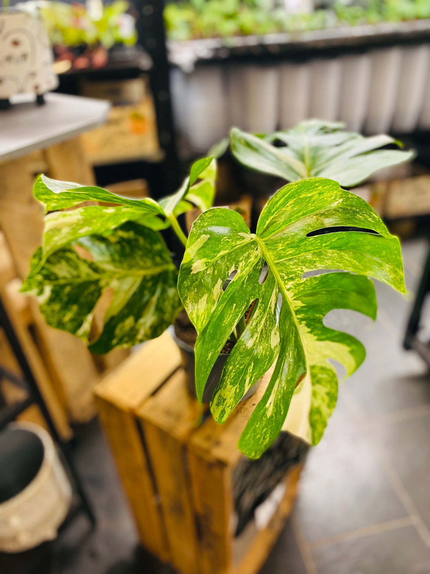 Monstera Variegata - Mye - 1