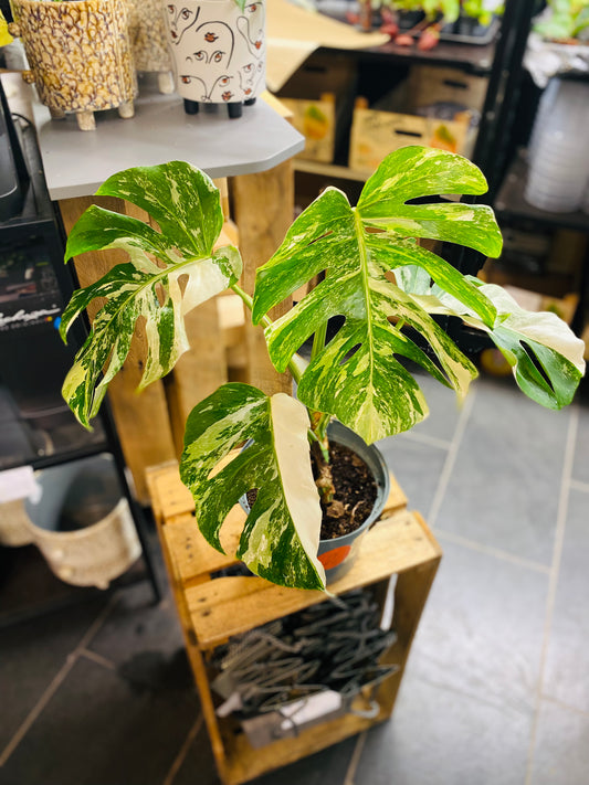 Monstera Variegata - Mye - 2