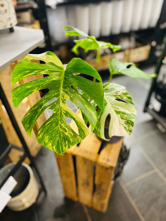 Monstera Variegata - Mye - 3