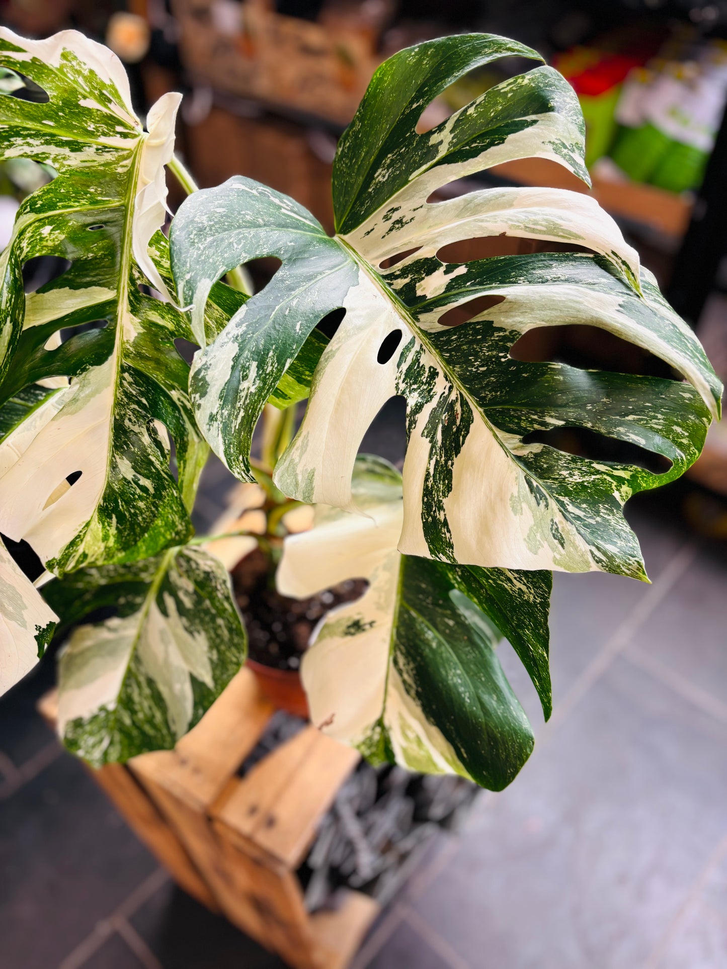 Monstera Variegata - Mye - 6