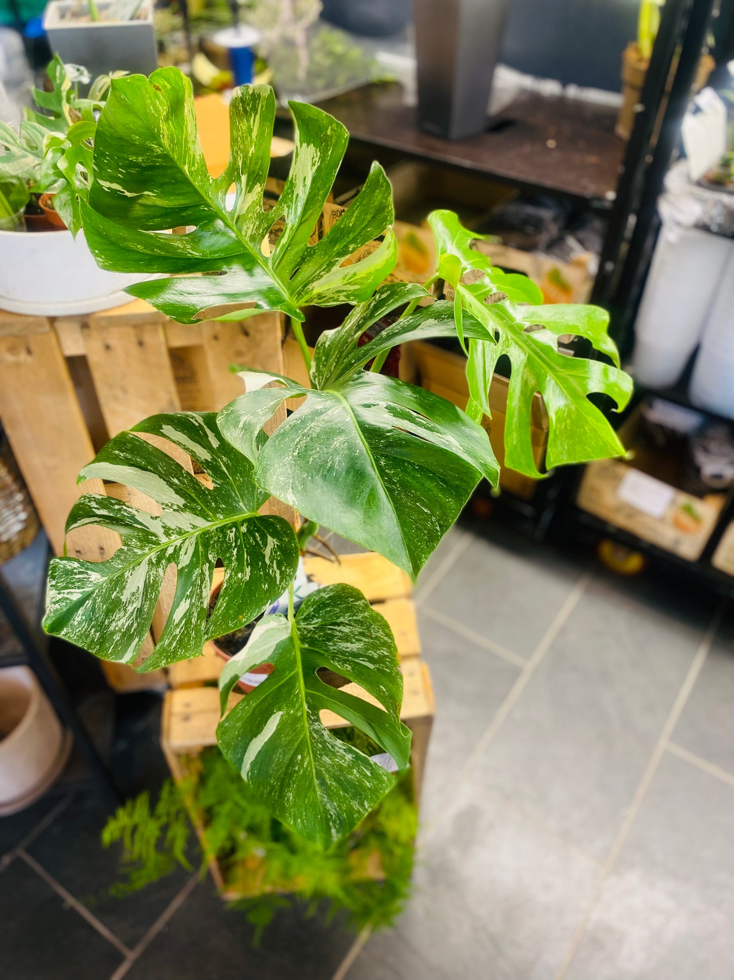 Monstera Variegata - 2