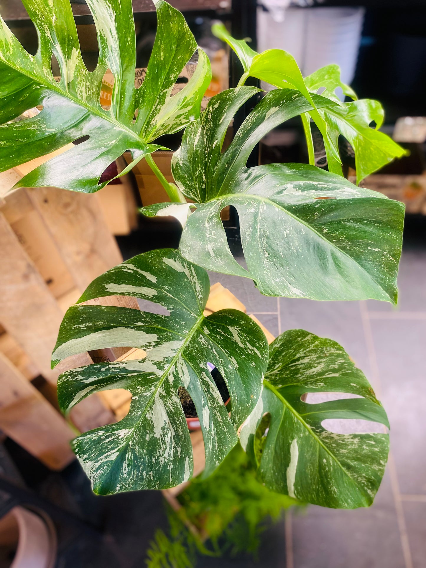 Monstera Variegata - 2