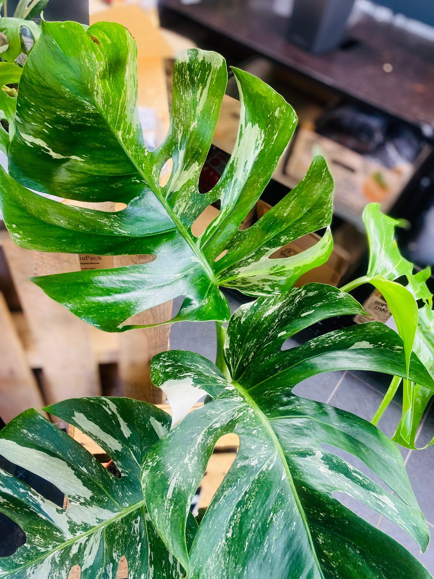 Monstera Variegata - 2