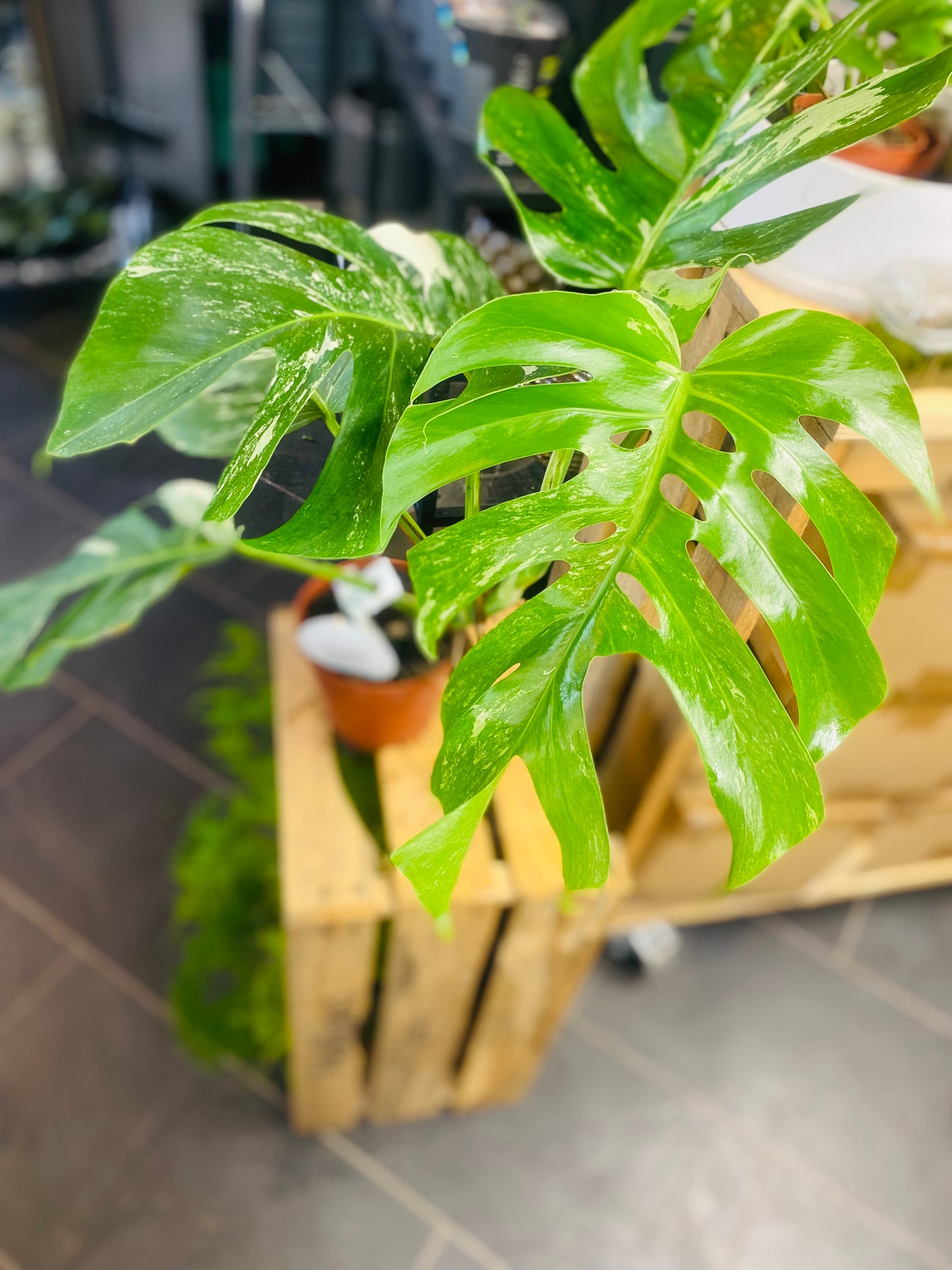 Monstera Variegata - 2
