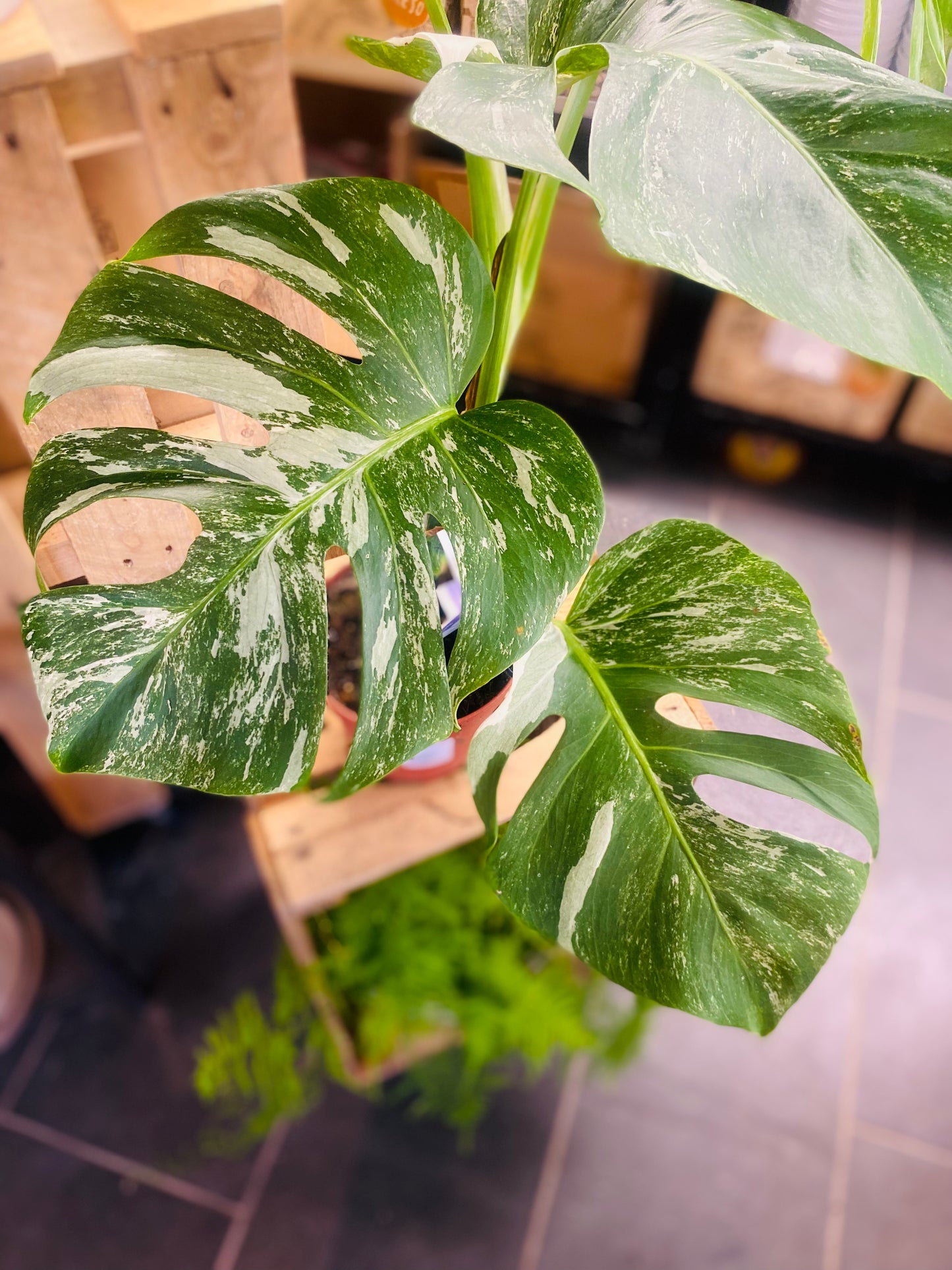 Monstera Variegata - 2