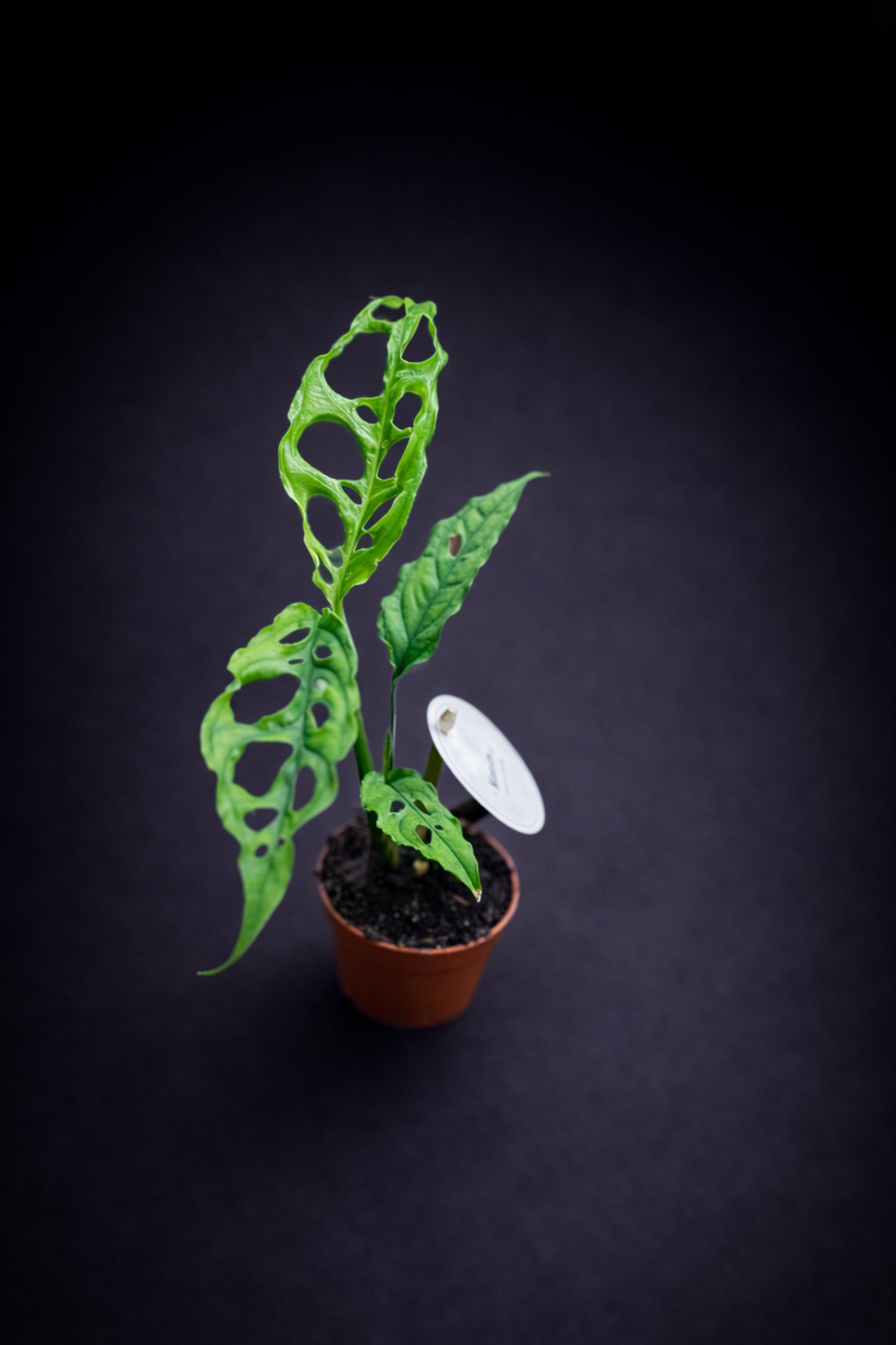 Monstera Obliqua Peru