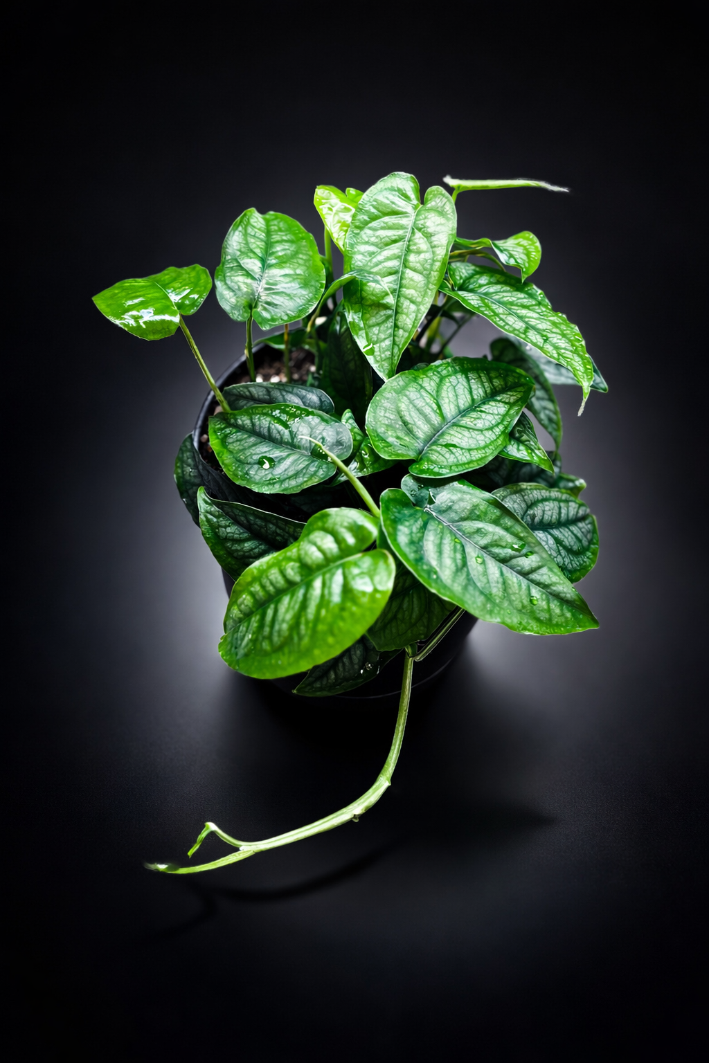 Monstera Siltepecana