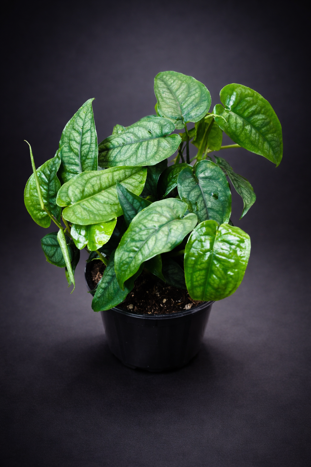 Monstera Siltepecana