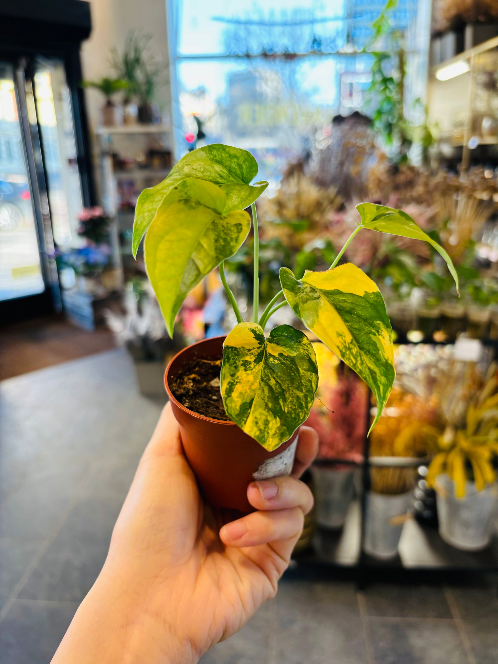 Monstera Siltepecana Aurea Variegata