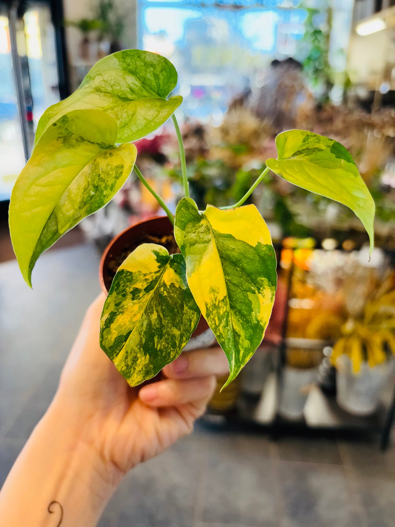 Monstera Siltepecana Aurea Variegata