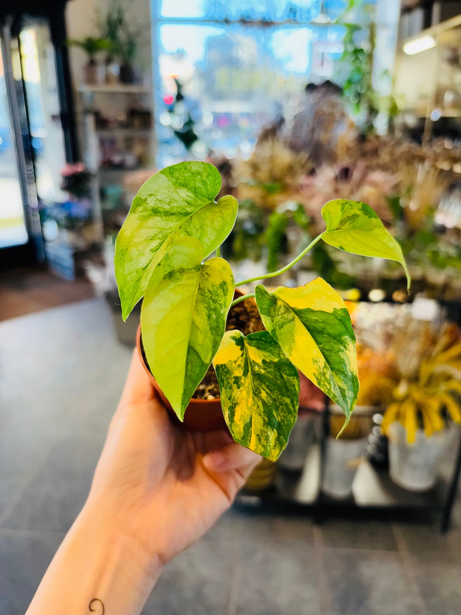 Monstera Siltepecana Aurea Variegata