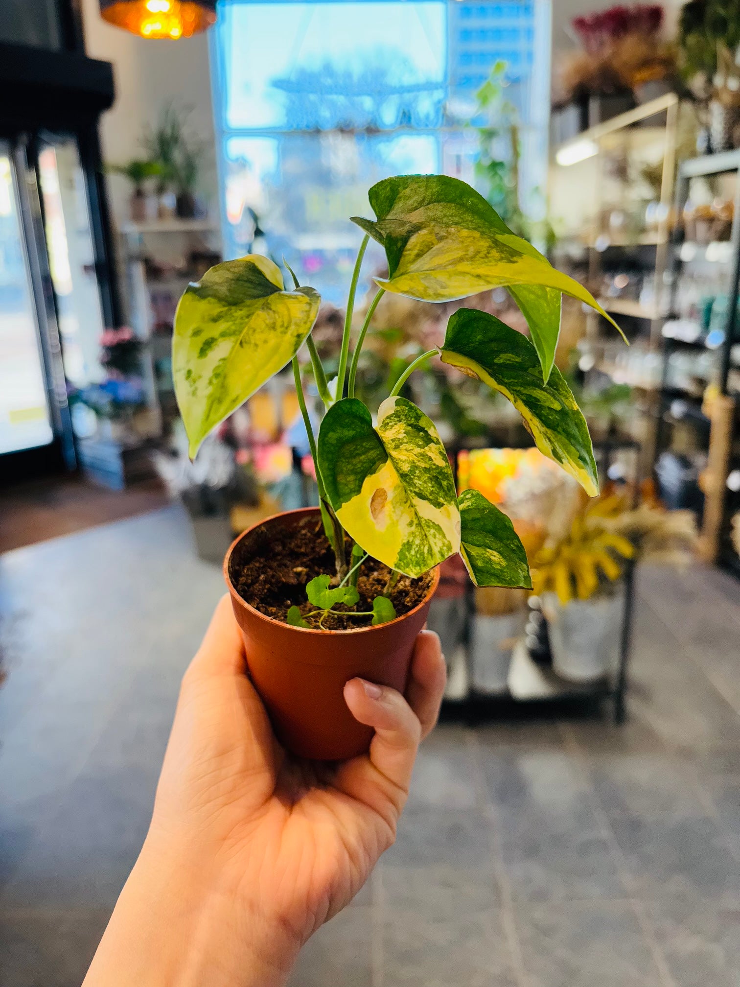 Monstera Siltepecana Aurea Variegata