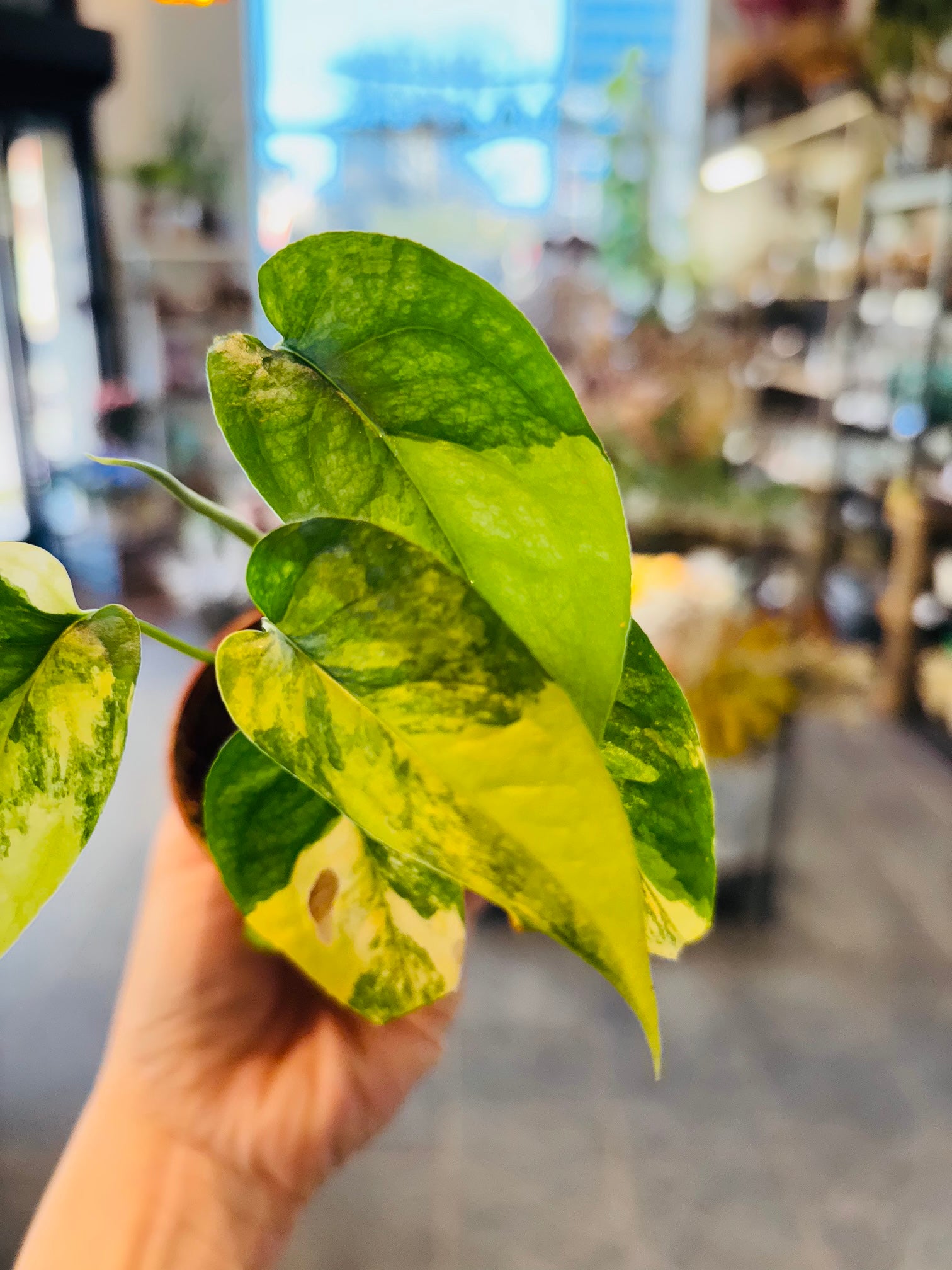 Monstera Siltepecana Aurea Variegata