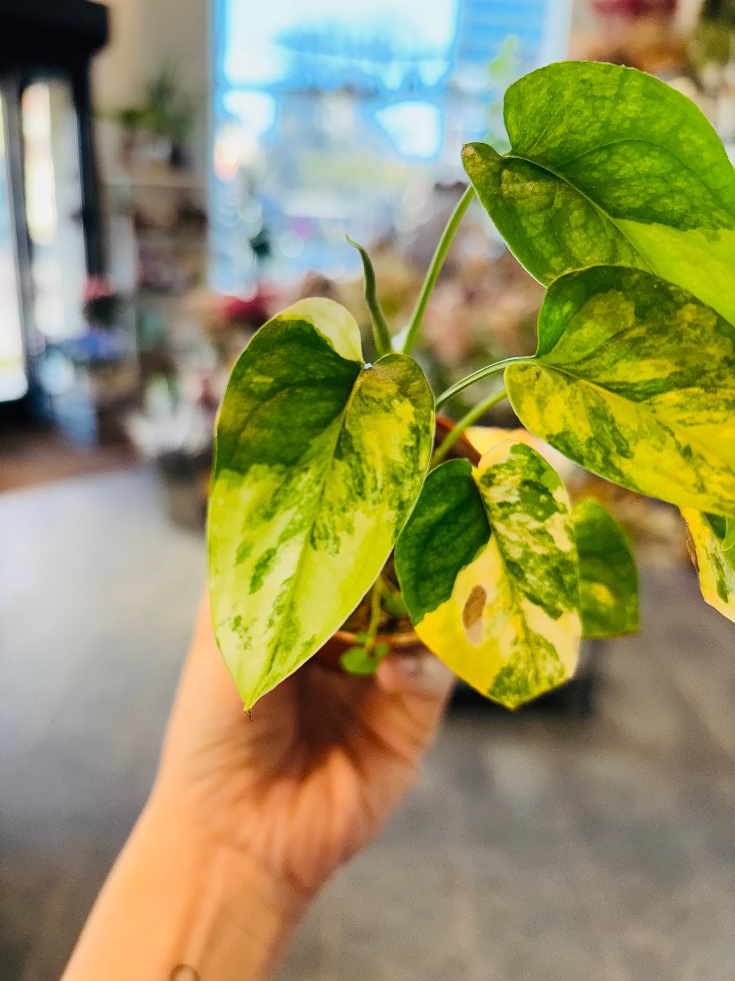 Monstera Siltepecana Aurea Variegata