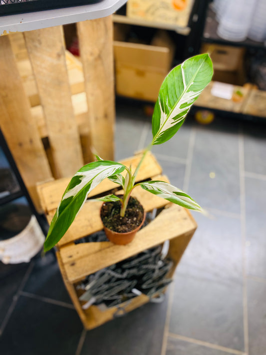Musa Florida Variegata - 1