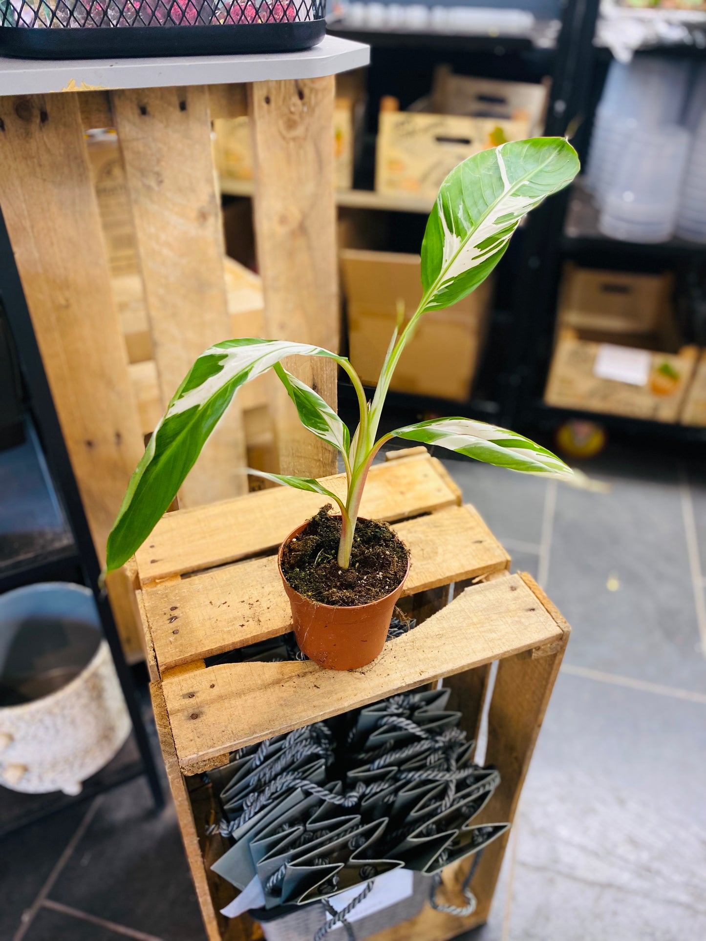 Musa Florida Variegata - 1