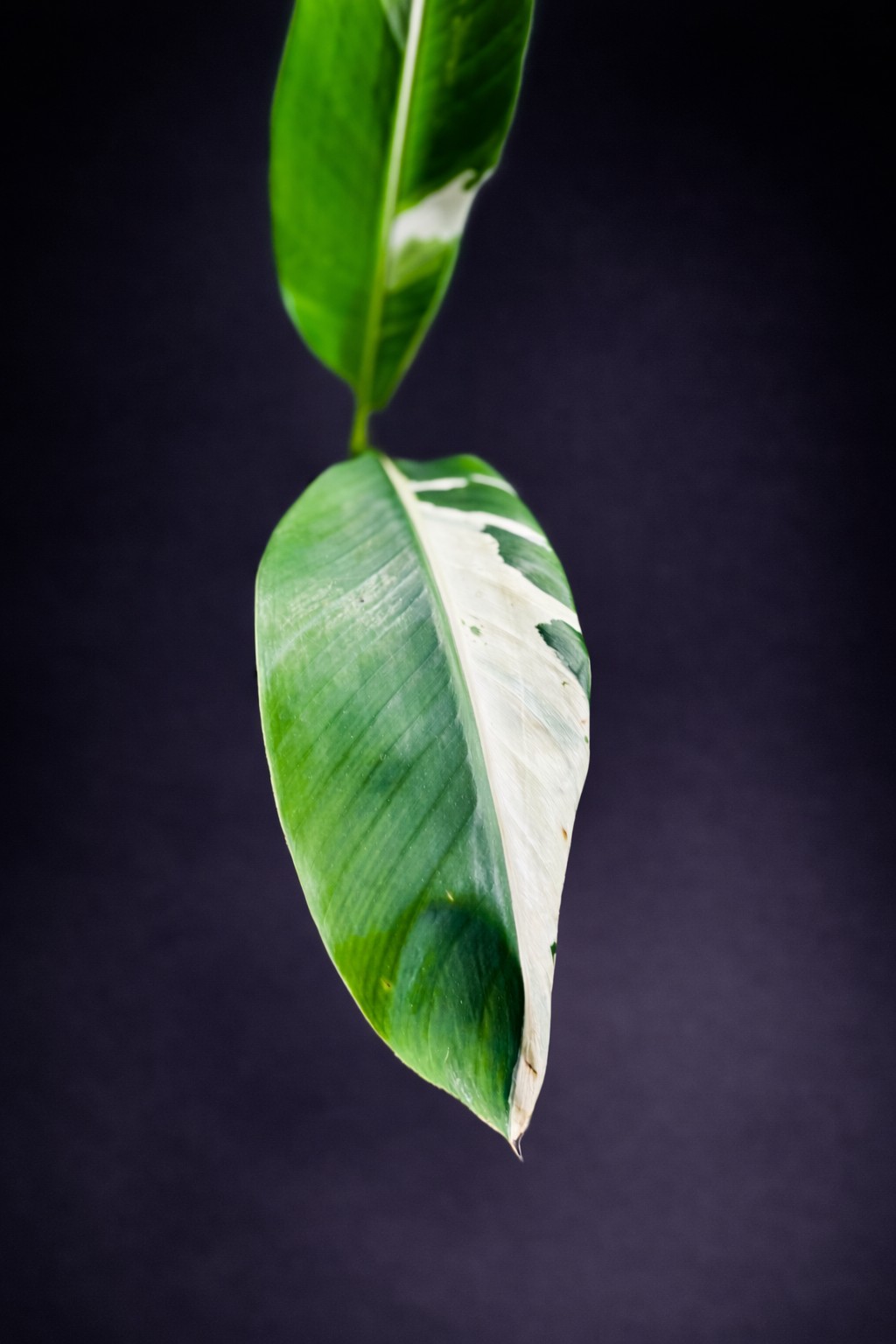 Musa Florida Variegata - 1