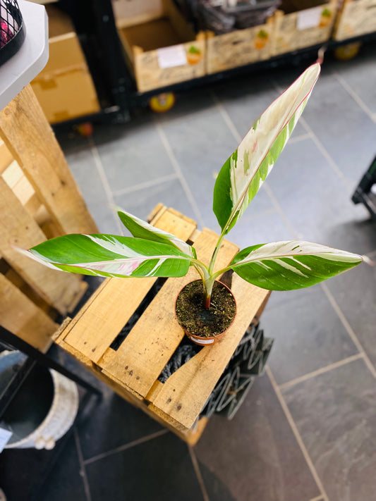 Musa Florida Variegata - 2