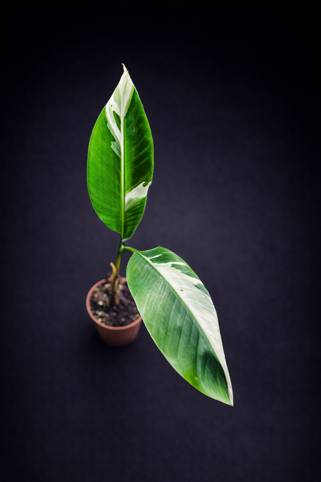 Musa Florida Variegata - 1