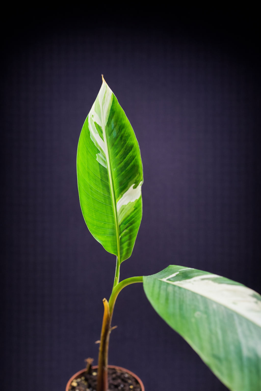 Musa Florida Variegata - 1