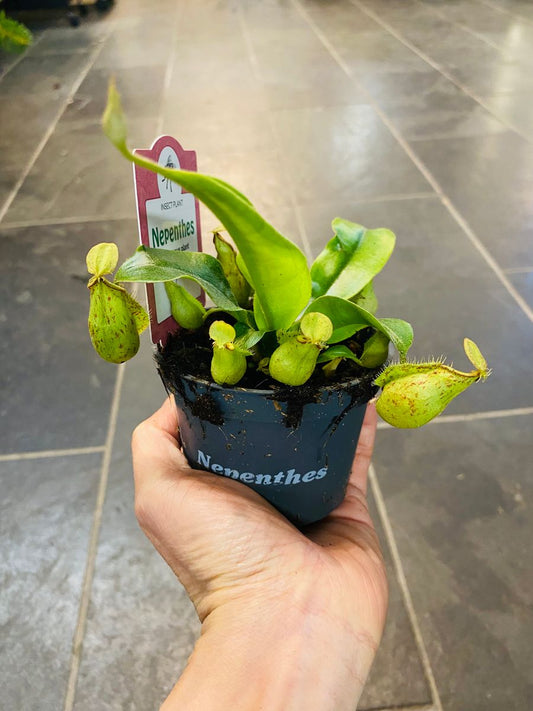 Nepenthes Ampullaria Jack utstråler eksotisk eleganse med sine unike krukker.