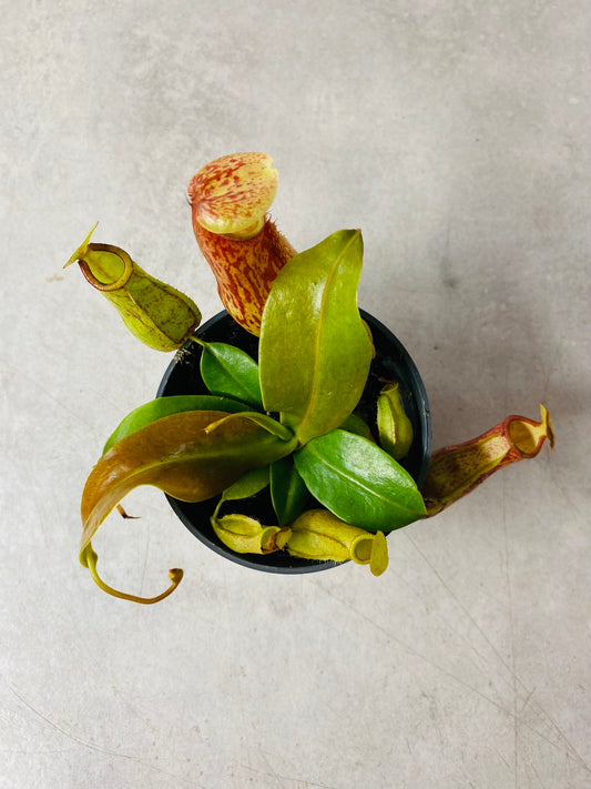 Nepenthes Gaya