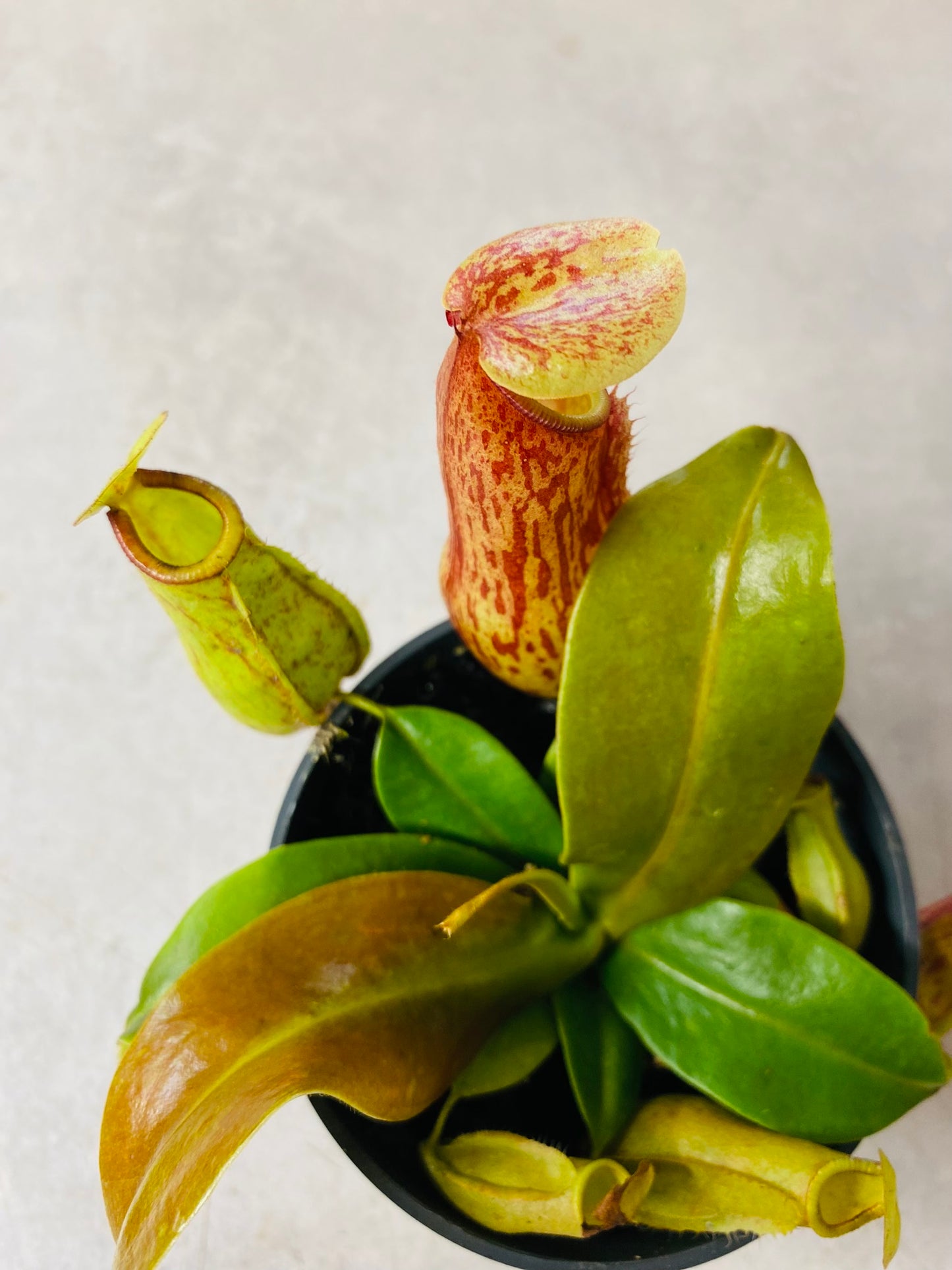 Nepenthes Gaya
