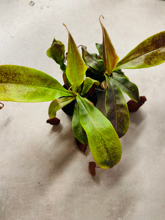 Nepenthes Ventricosa X Ampullaria 'Black Miracle',