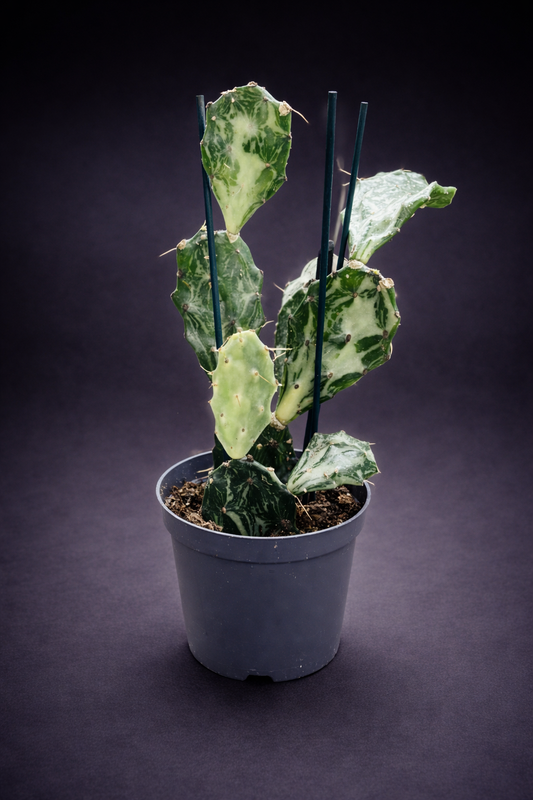 Opuntia Jamaicensis Ghost