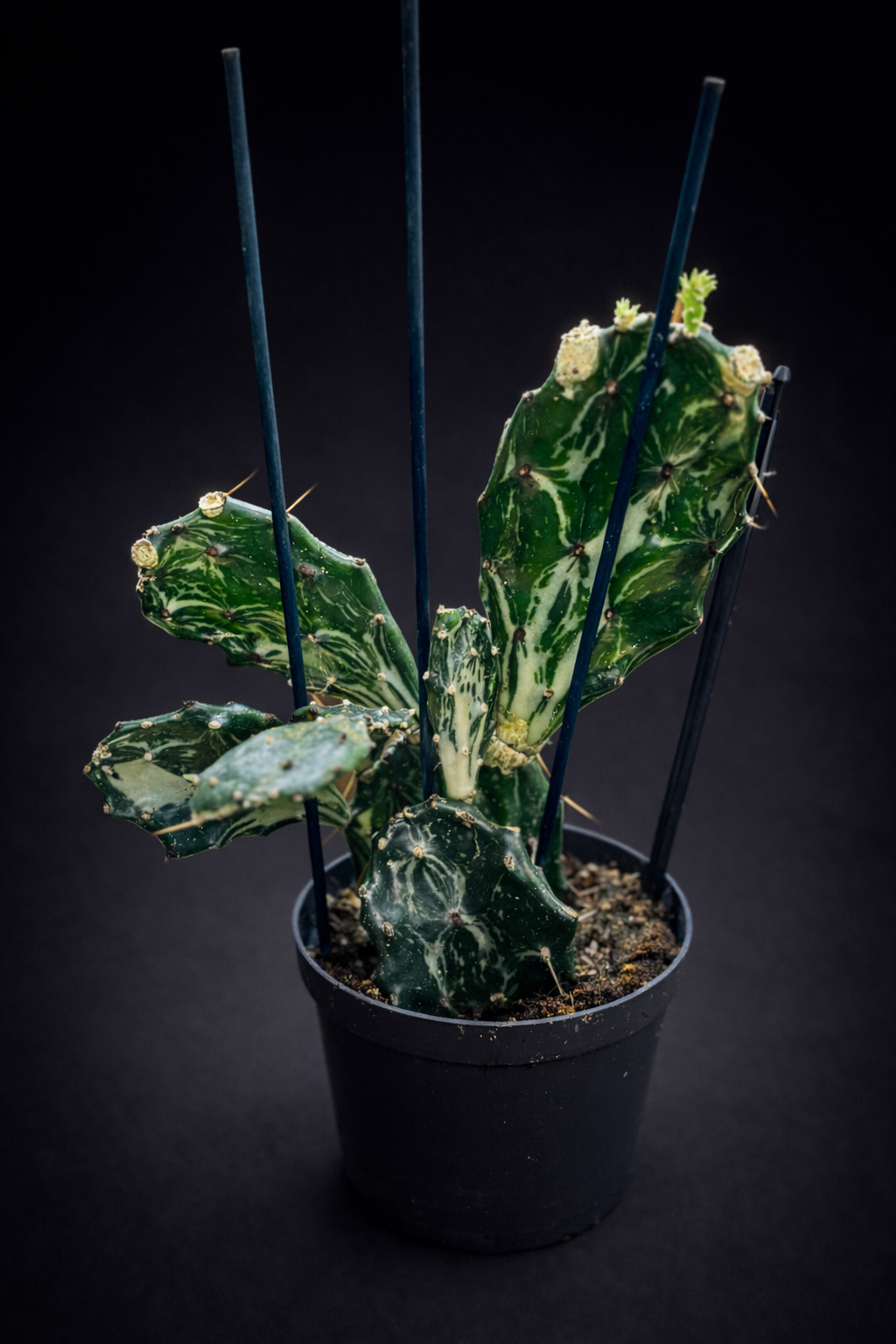 Opuntia Jamaicensis Ghost