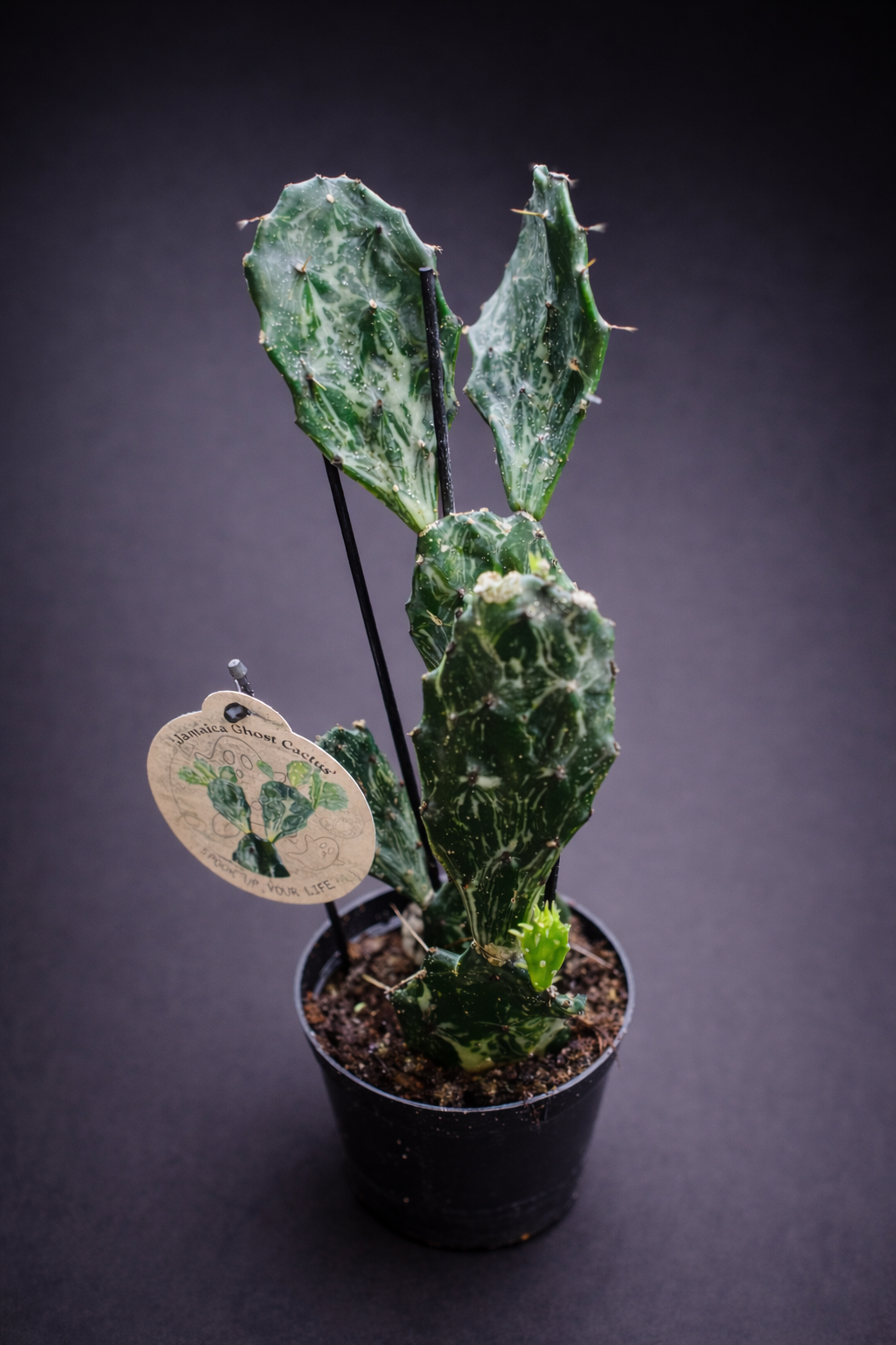 Opuntia Jamaicensis Ghost