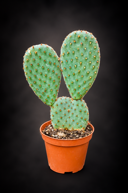 Opuntia Microdasys Rufida