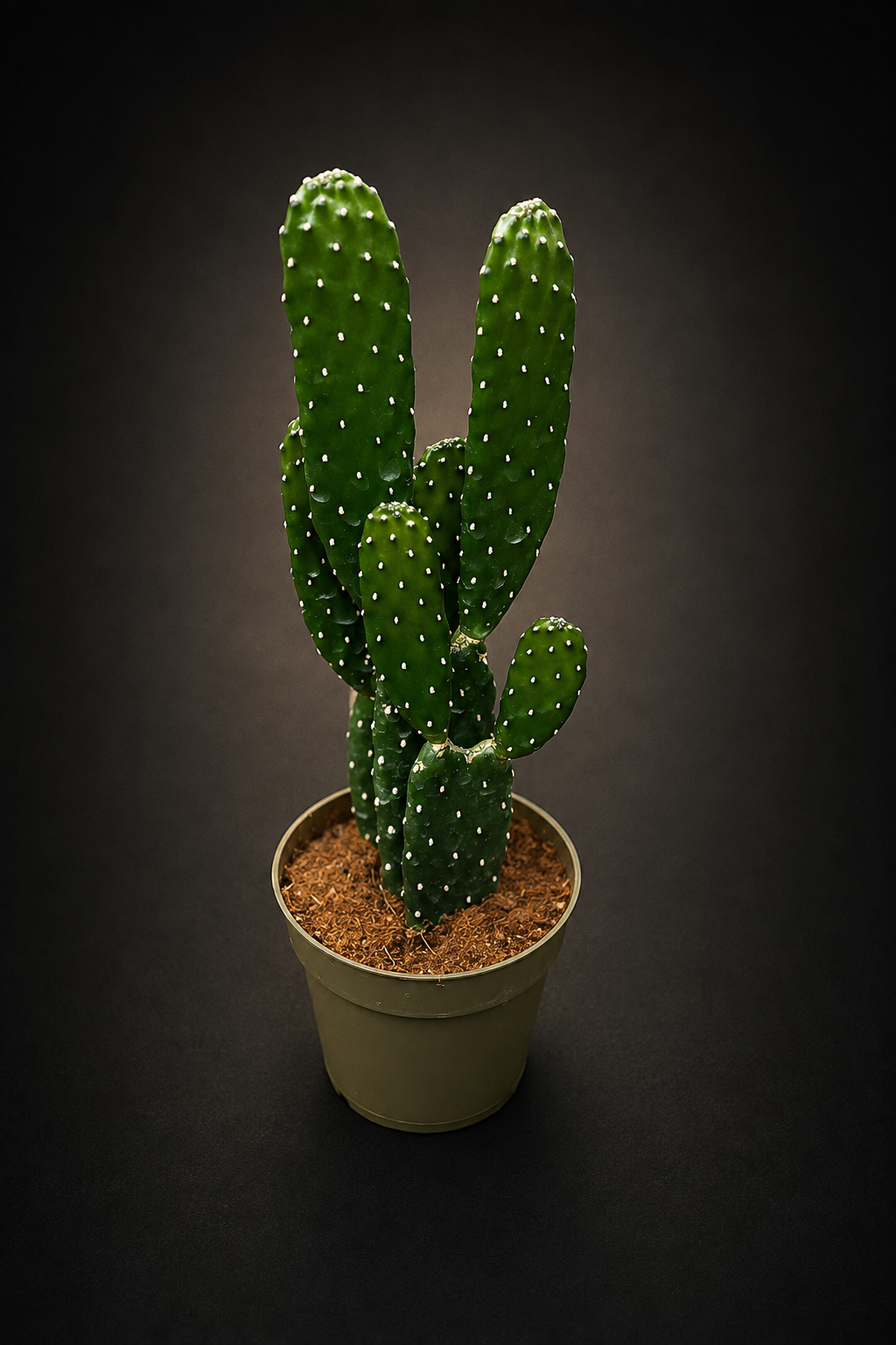 Opuntia Consolea Rubescens