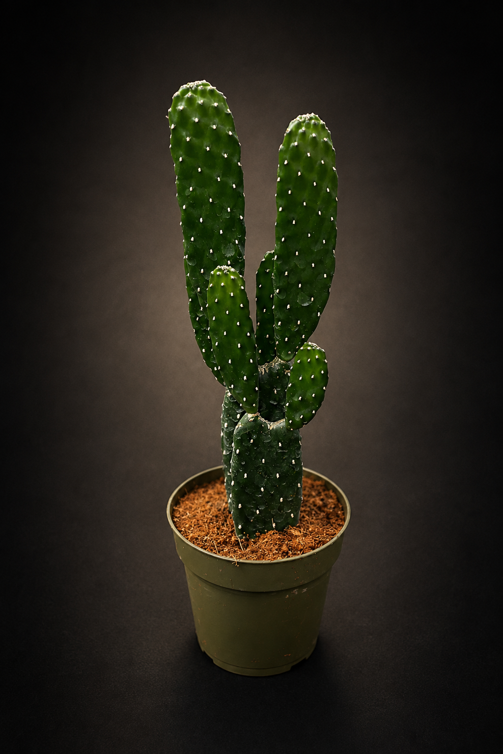 Opuntia Consolea Rubescens