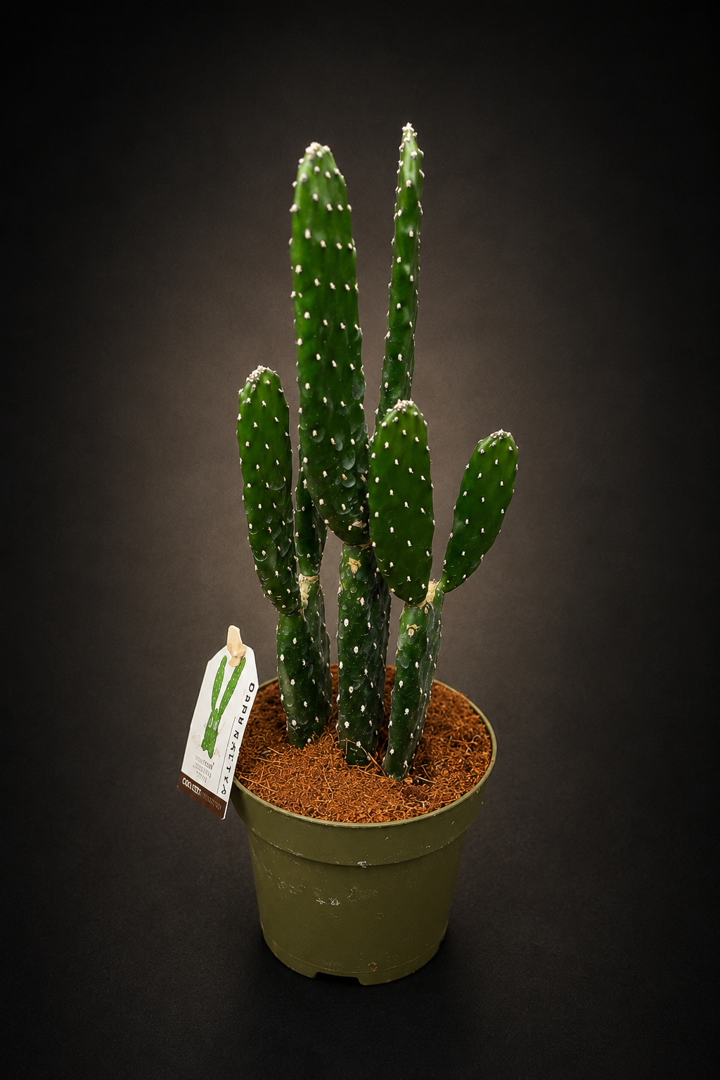Opuntia Consolea Rubescens