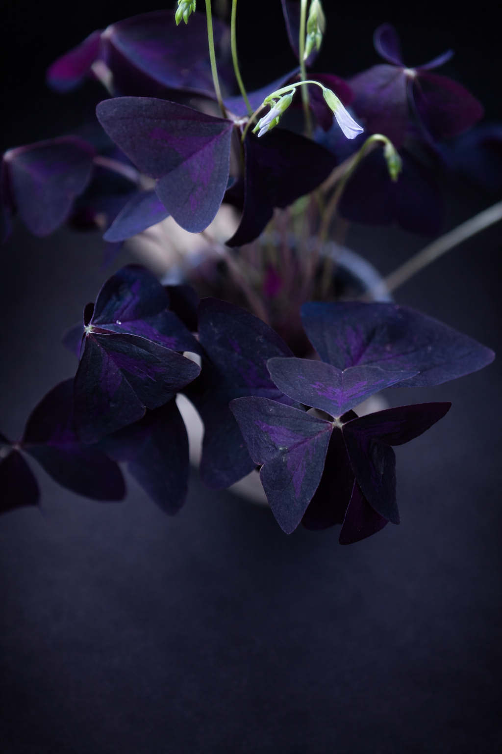 Oxalis Triangularis