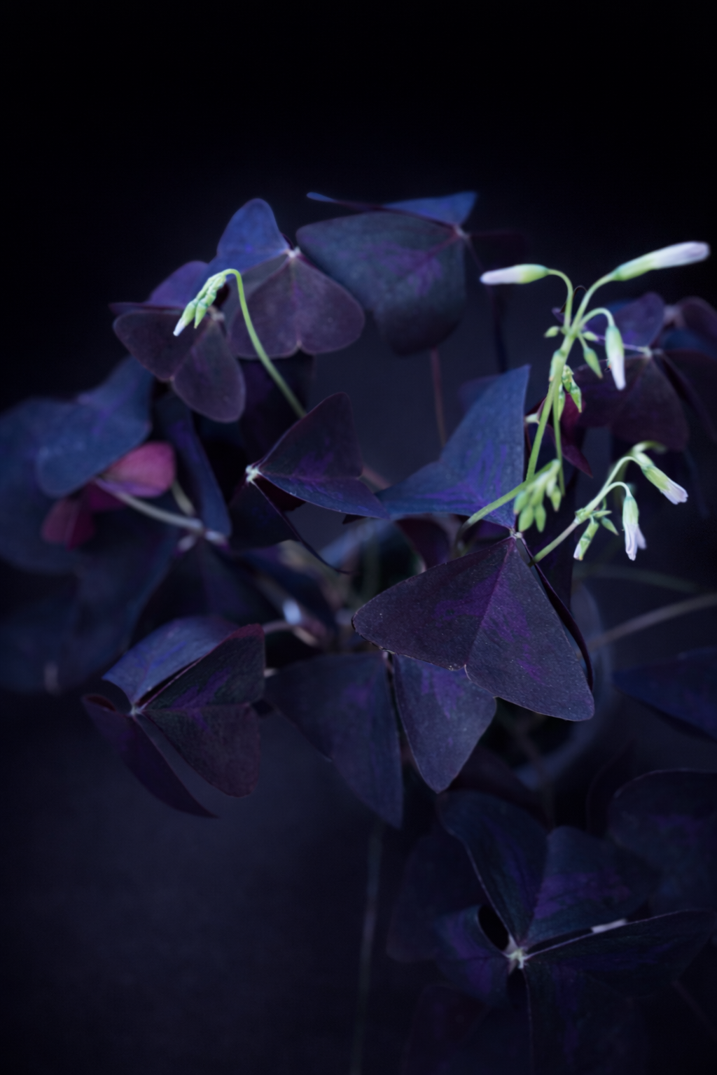 Oxalis Triangularis