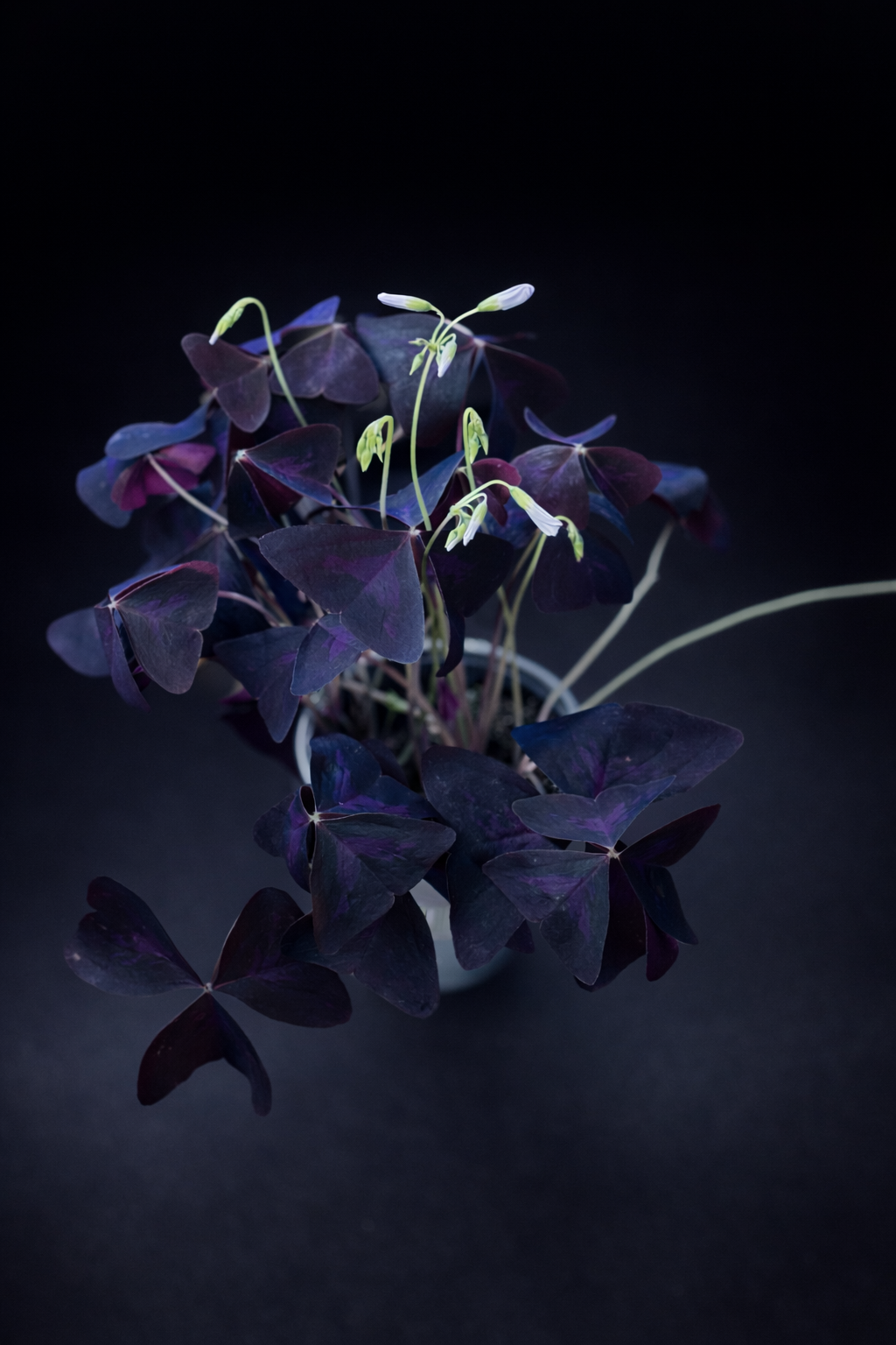 Oxalis Triangularis