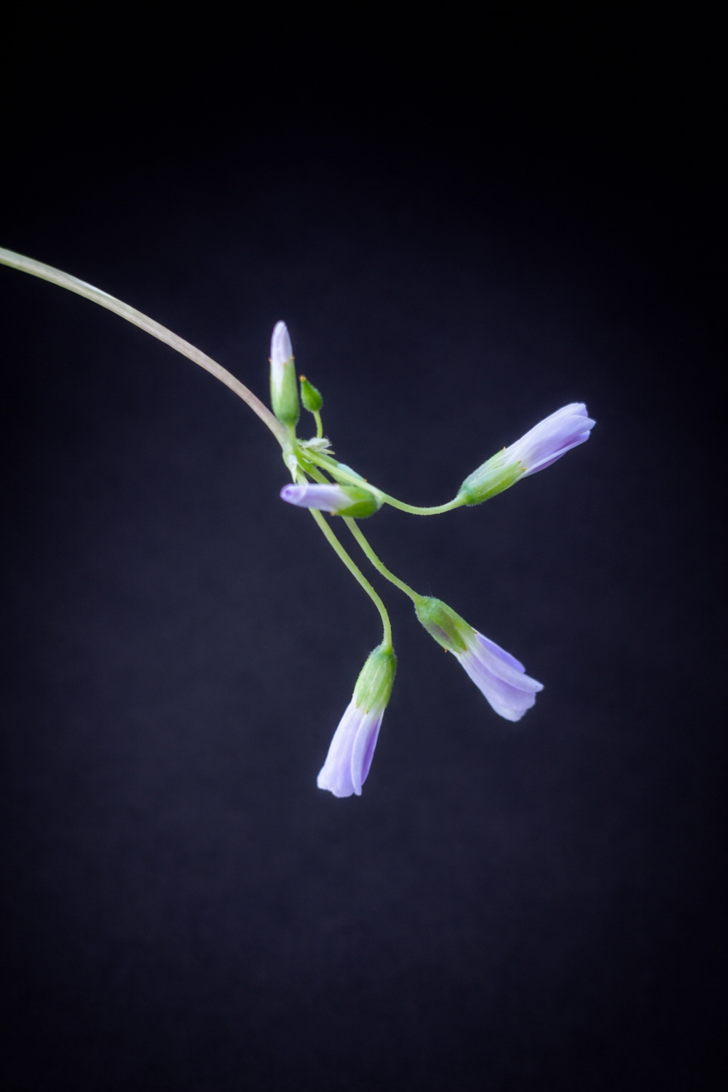 Oxalis Triangularis