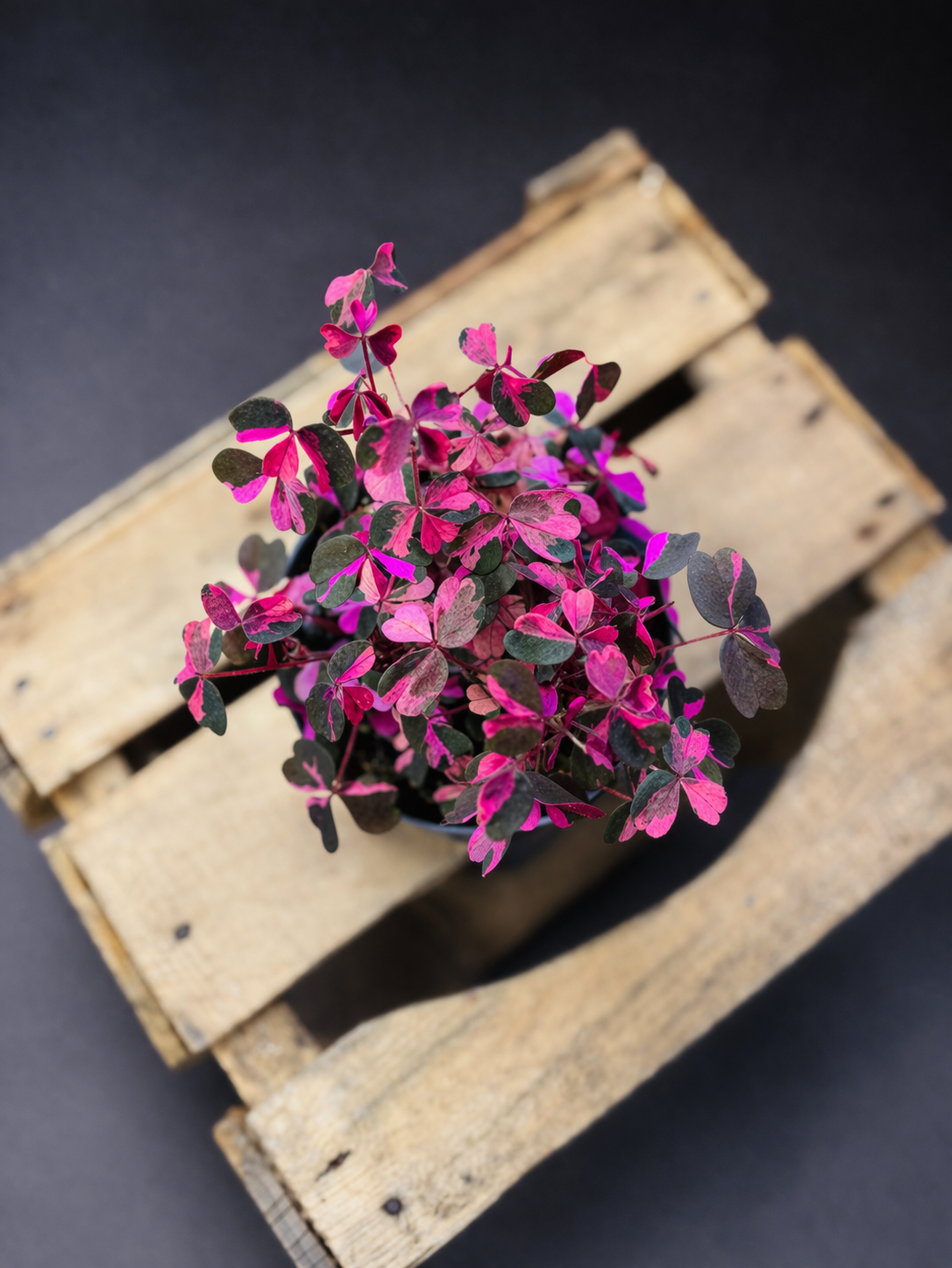 Oxalis Vulcanicola Plum Crazy