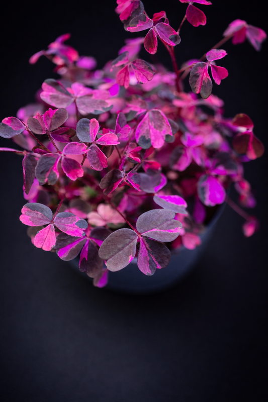 Oxalis Vulcanicola Plum Crazy