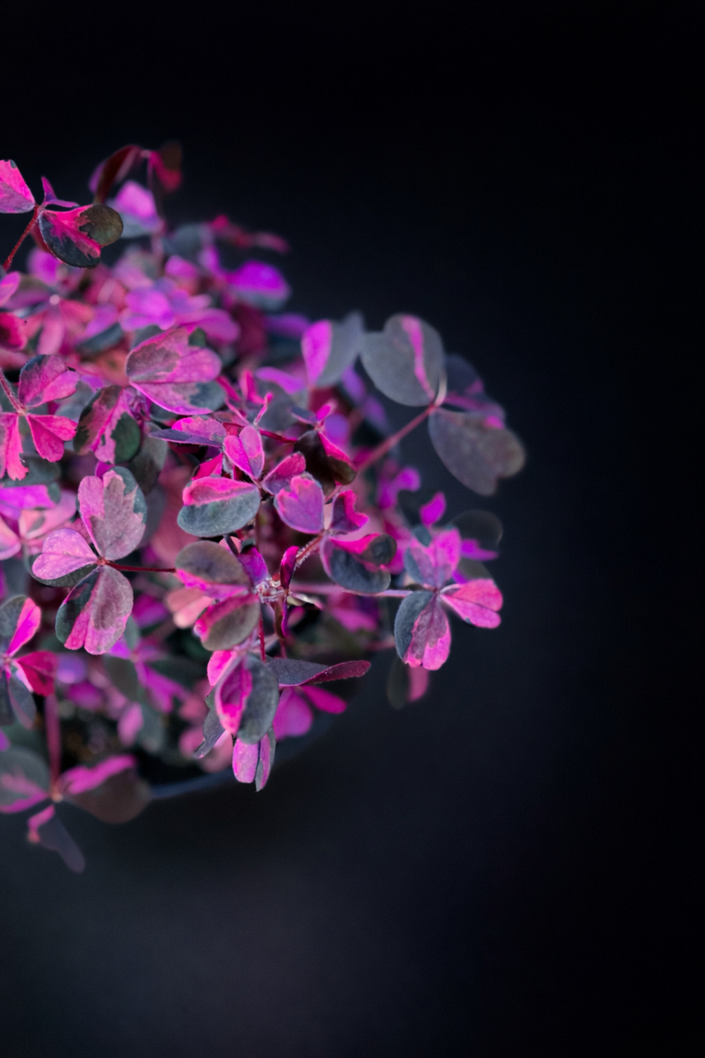 Oxalis Vulcanicola Plum Crazy