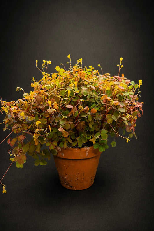 Oxalis Vulcanicola "Sunset Velvet"
