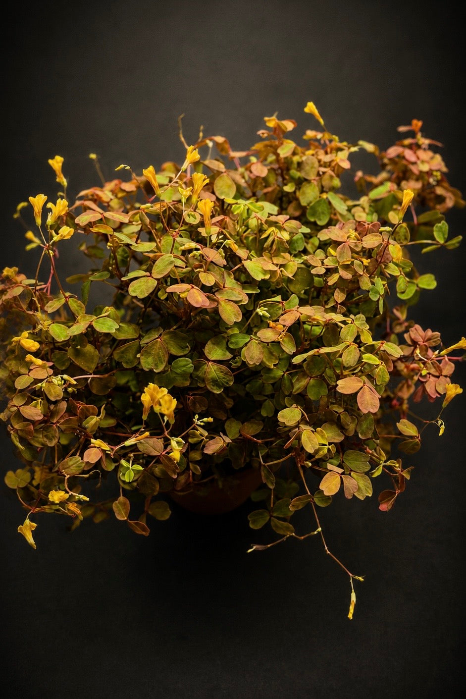 Oxalis Vulcanicola "Sunset Velvet"