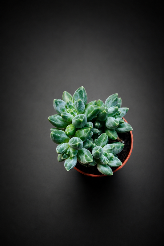 Pachyphytum Compactum
