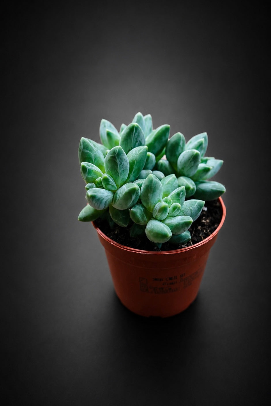 Pachyphytum Compactum