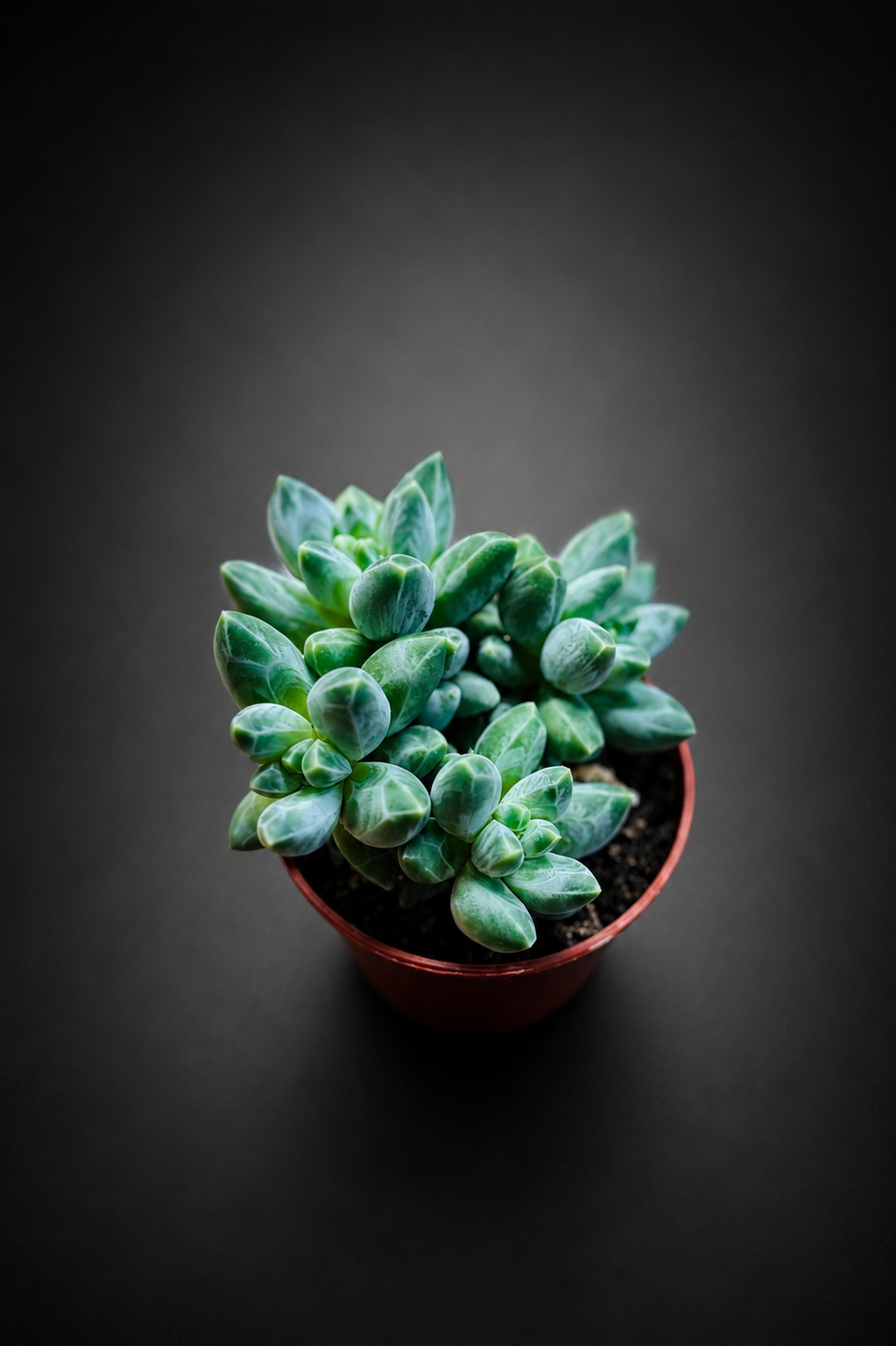 Pachyphytum Compactum