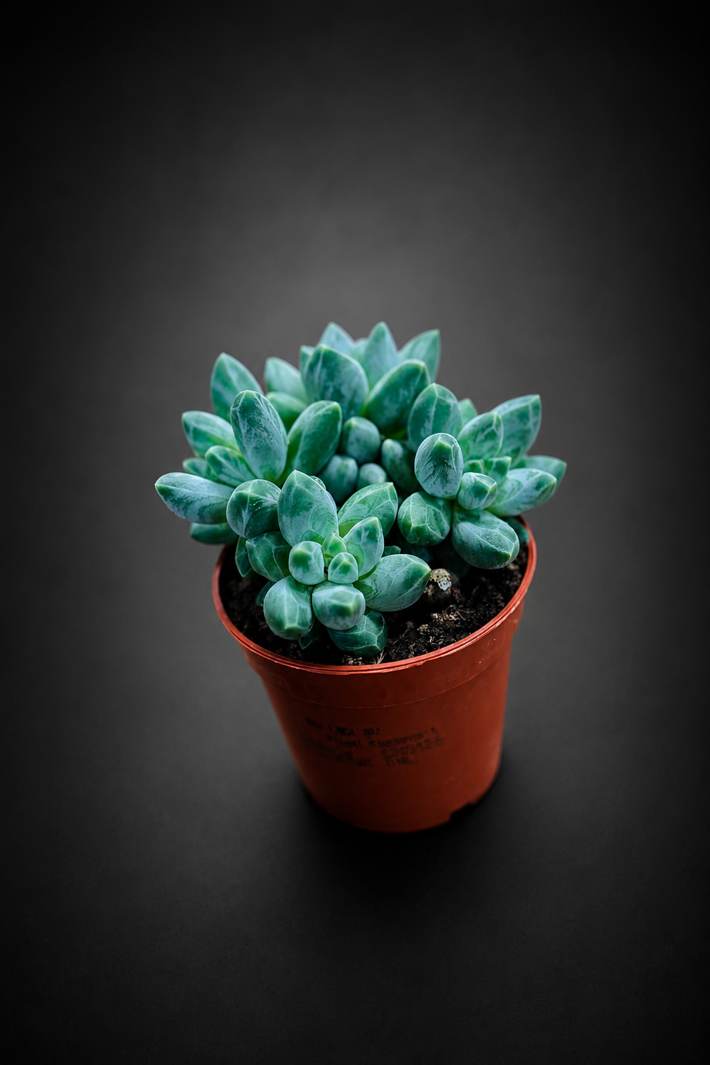 Pachyphytum Compactum