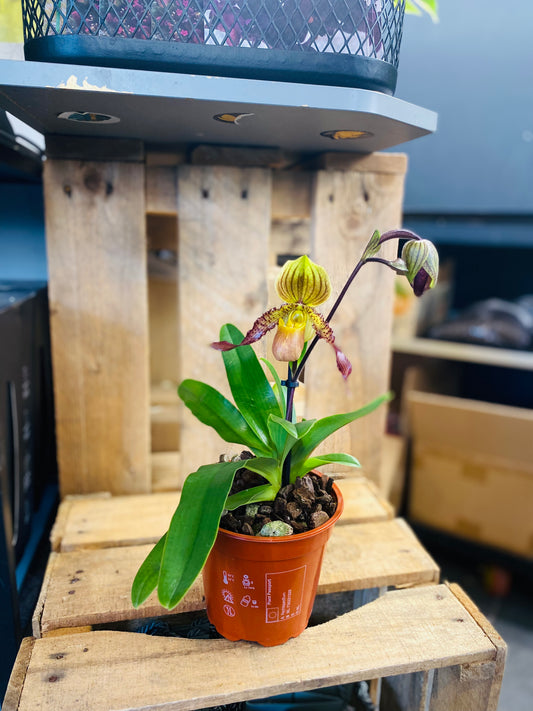 Paphiopedilum Pinocchio  - 1
